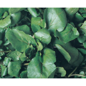 AGRIAO D' AGUA FOLHA LARGA PREMIUM 100 GR
