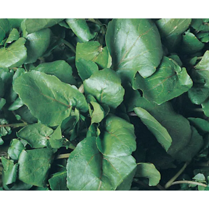 AGRIAO D' AGUA FOLHA LARGA PREMIUM 100 GR