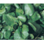 AGRIAO D' AGUA FOLHA LARGA PREMIUM 100 GR