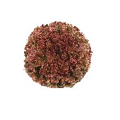 Alface Scarlet Roxa – 7.500 sementes – Sakata