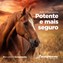Firovet Horse – Firocoxibe 2,0% - Injetável – 25 mL – Botupharma