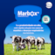 MARBOX 50 ML