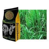 SEMENTE SAFRASUL - BRACH.DECUMBENS VC-35