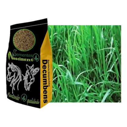 SEMENTE SAFRASUL - BRACH.DECUMBENS VC-35